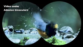 12x42 HD Binoculars for Adults High Powered with Phone Adapter and Tripod
