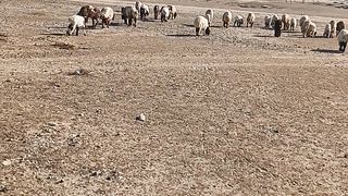 کویت کا منڈا