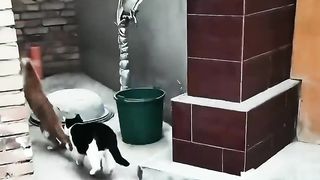满级猫咪的高能瞬间.