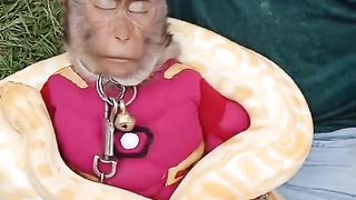 Prank monkey