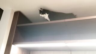 CAT WEWEWEW