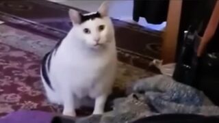 the “huh” cat