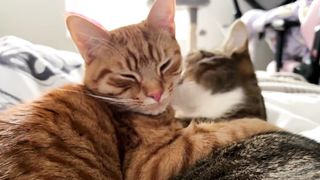 Two tabby cats are making asmr while cleaning each other in the bed