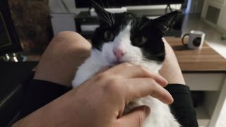 you bite I lock you up son.