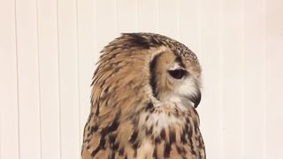 くしゃみするフクロウ