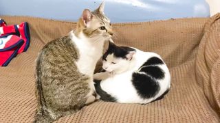 けづくろいからけんかになるまで