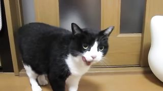 ごちそうさまを言いにくる猫