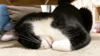 ごめんねフリーズ ねっこねこー
