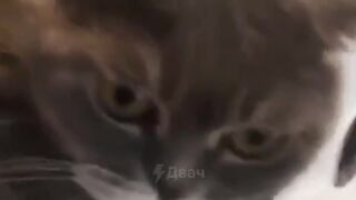 How to calm an angry cat