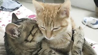 sepasang kekasih kucing