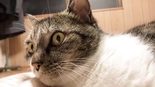 ただモコモコの猫を撫でるだけの動画