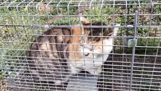 ひゃくえーんと鳴く猫.