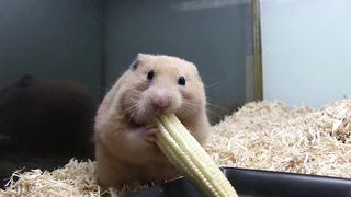 ヤングコーンを丸ごと詰め込むハムスター（Young corn hamster）