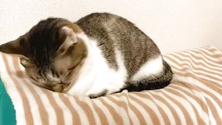 埋まるねこ
