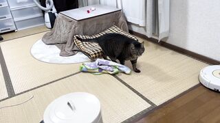 寂しくなった猫.