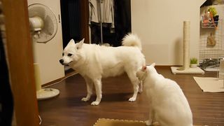 犬に文句を言う猫