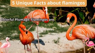 5 Unique Facts about flamingos