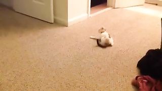Cat farts 2 times