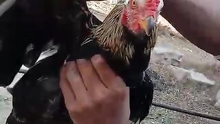 Best quality Aseel Cock Hen