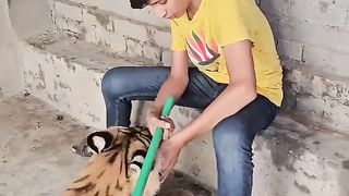Aggrasive_Tiger_Attack????