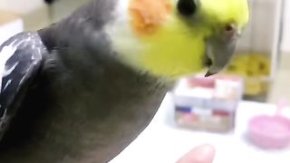 Smart Bird