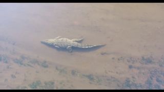 Really BIG Crocodile cruising past. Looking for a snack.