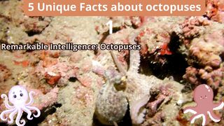 5 Unique Facts about octopuses