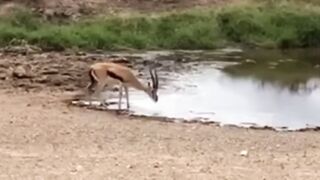 Perfect_escape_
