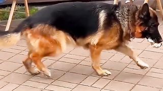 Le_Chien_le_plus_intelligent_