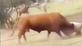 funny videos of Pja