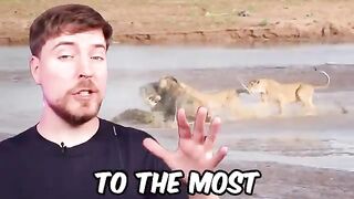 Most Dangerous Animals
