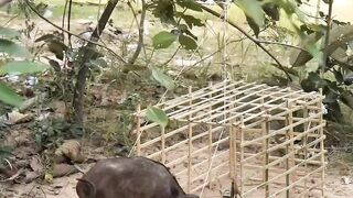 Pig Trap