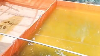 Bibis pakan dengan air saja tanpa probiotik BOLEH atau TIDAK❓
