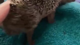 Hedgehogs also