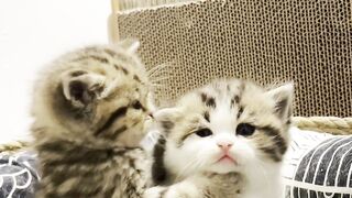cute little cat