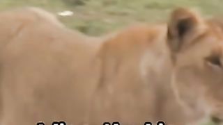 Lion vs tiger