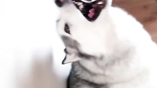 If you are bored with life, get a husky