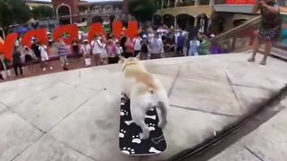 Dog skates down stairs wows & gets snapped by onlookers. #Fadou #MengPet #Sk8Dog