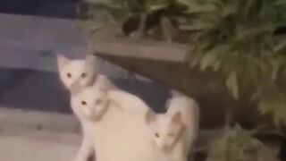 A glitch in the matrix with cats