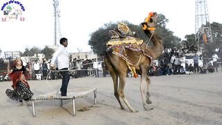 What a beautiful Camel Dance