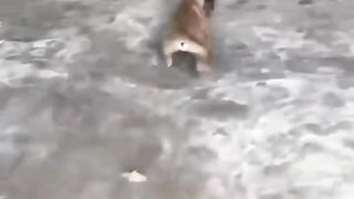 funny videos of Pja