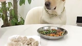 Dog also smart to choose nice food