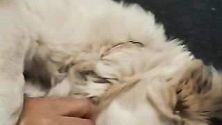 Pet Love