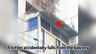 A cat accidentally fell from the balcony,it clung to roof edge desperately strug