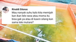 Kawin silang induk lele SANGKURIANG vs MUTIARA atau dengan induk lele sembarang, Apakah bisa❓