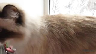 Как выглядит кот в 18 лет. Жизнь старого кота.