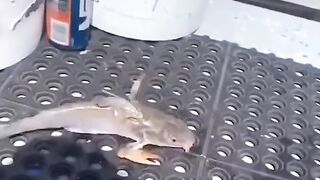 Um vídeo  de um peixes diferente