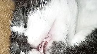 Коты отказываются ловить мышей)