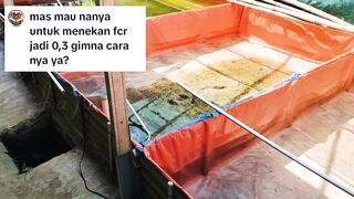 Bagaimana caranya menekan FCR 0,3 dalam pembesaran lele❓