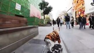 Dog skates down stairs wows & gets snapped by onlookers. #Fadou #MengPet #Sk8Dog_2.